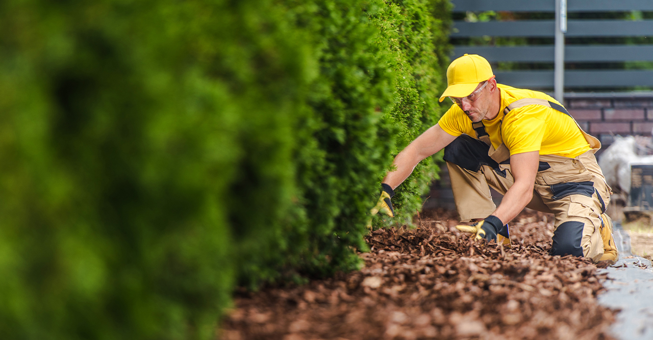 Organic Plant Fertilizer